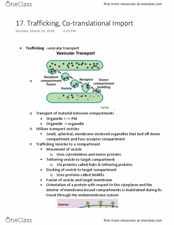 BIOL 1090 Lecture Notes - Lecture 17: Protein Folding, Peroxisome, Phospholipid thumbnail