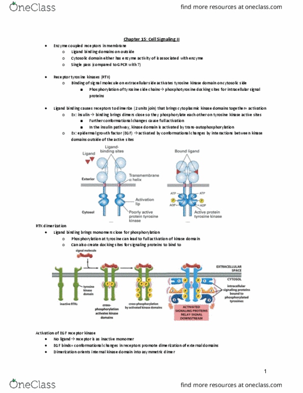 BISC 3754 Lecture Notes - Lecture 15: Proline, Ras P21 Protein Activator 1, Phospholipid thumbnail