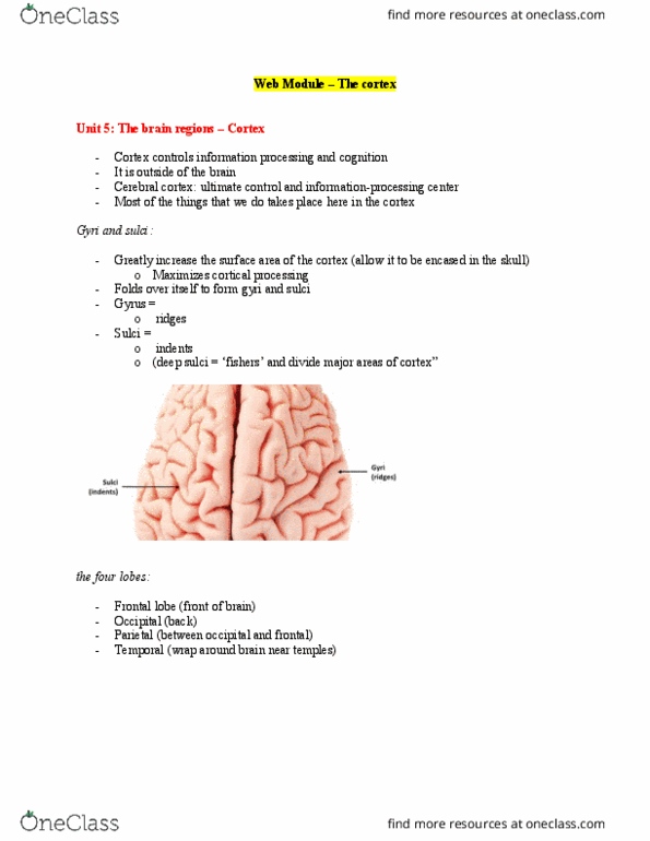 PSYCH 1XX3 Chapter Notes - Chapter Neuroscience: Visual Cortex, Temporal Lobe, Occipital Lobe thumbnail