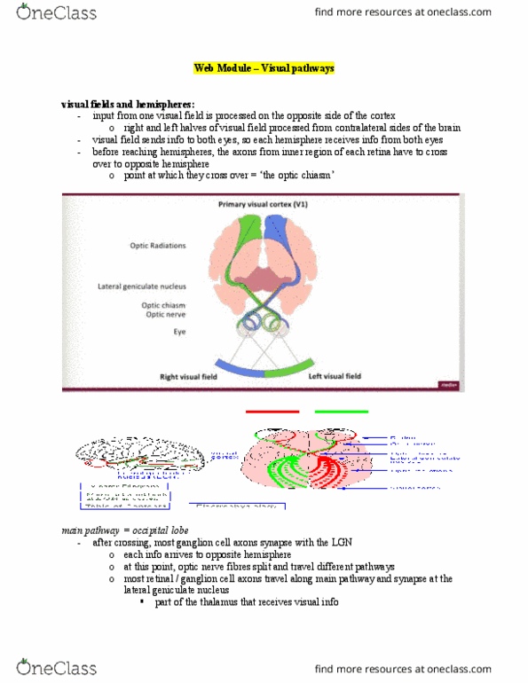 PSYCH 1XX3 Chapter Notes - Chapter Vision: Thalamus, Occipital Lobe, Visual Cortex thumbnail
