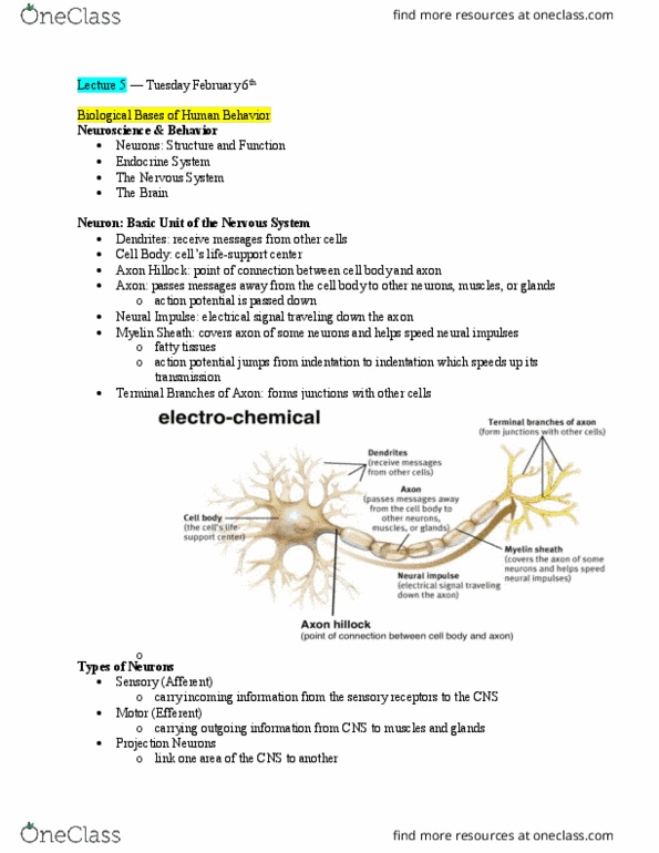 PSYC 1100 Lecture Notes - Lecture 5: Myelin, Bipolar Disorder, White Matter thumbnail