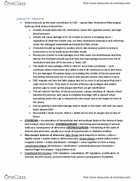 KNES 433 Lecture Notes - Lecture 14: Vascular Smooth Muscle, Low-Density Lipoprotein, Atheroma thumbnail