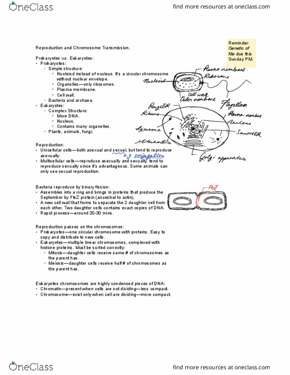 BIO 326 Lecture Notes - Lecture 3: Nuclear Membrane, Ftsz, Sexual Reproduction thumbnail