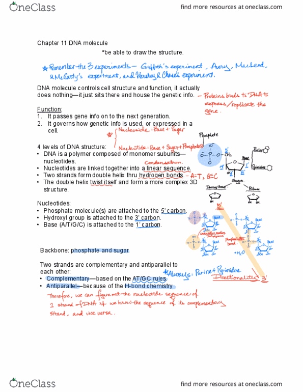 BIO 326 Lecture Notes - Lecture 2: The Double Helix, Hydroxy Group, Organism thumbnail