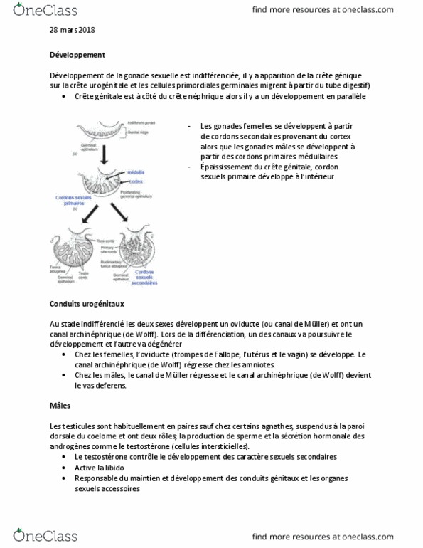 BIO 3558 Lecture Notes - Lecture 20: Vas Deferens, Rete Testis, Anamniotes thumbnail