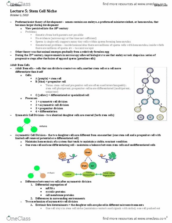 LIFESCI 2A03 Lecture Notes - Lecture 5: Adult Stem Cell, Asymmetric Cell Division, Progenitor Cell thumbnail