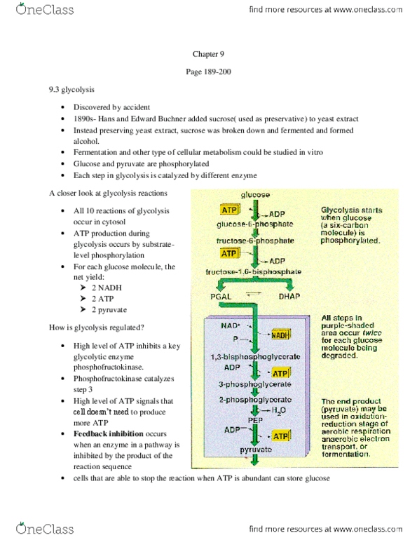BIO203H5 Chapter Notes - Chapter 9: Oxaloacetic Acid, Atp Synthase, Cell Membrane thumbnail