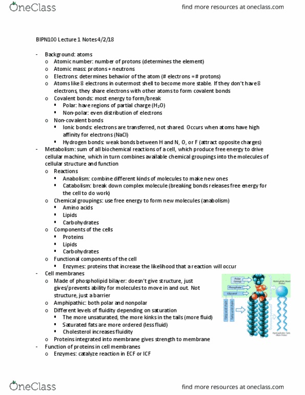 BIPN 100 Lecture Notes - Lecture 1: Lipid Bilayer, Membrane Protein, Atomic Mass thumbnail