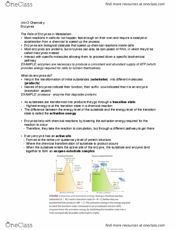 BI110 Lecture Notes - Lecture 2: Activation Energy, Pepsin, Protein Structure thumbnail