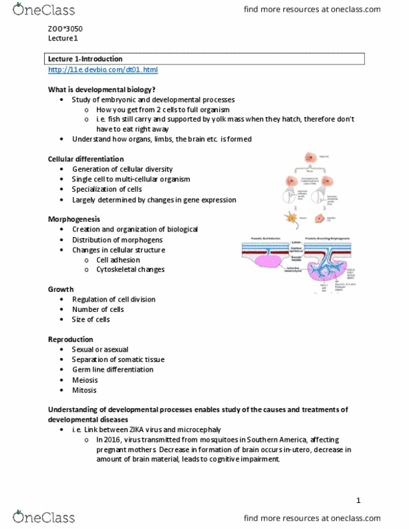 ZOO 3050 Lecture Notes - Lecture 1: Cellular Differentiation, Cell Adhesion, Microcephaly thumbnail