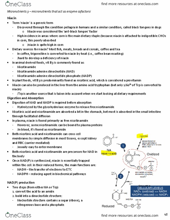 NUTR 3210 Lecture Notes - Lecture 12: Pentose Phosphate Pathway, Flavin Mononucleotide, Nicotinamide thumbnail