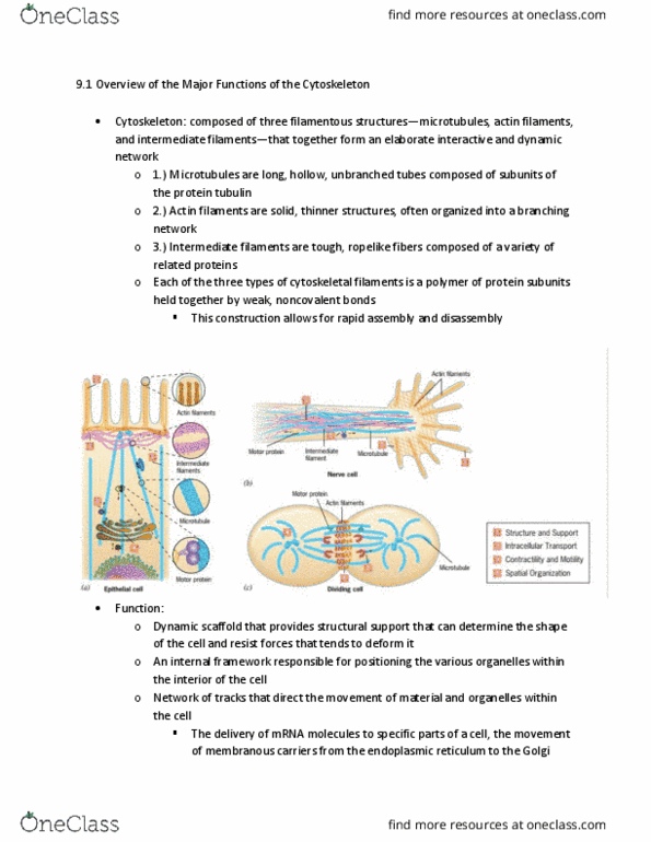 BIOL 329 Chapter Notes - Chapter 9.1: Endoplasmic Reticulum, Golgi Apparatus, Neuron thumbnail