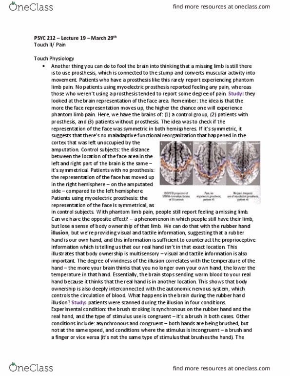 PSYC 212 Lecture Notes - Lecture 19: Multisensory Integration, Intraparietal Sulcus, Phantom Limb thumbnail