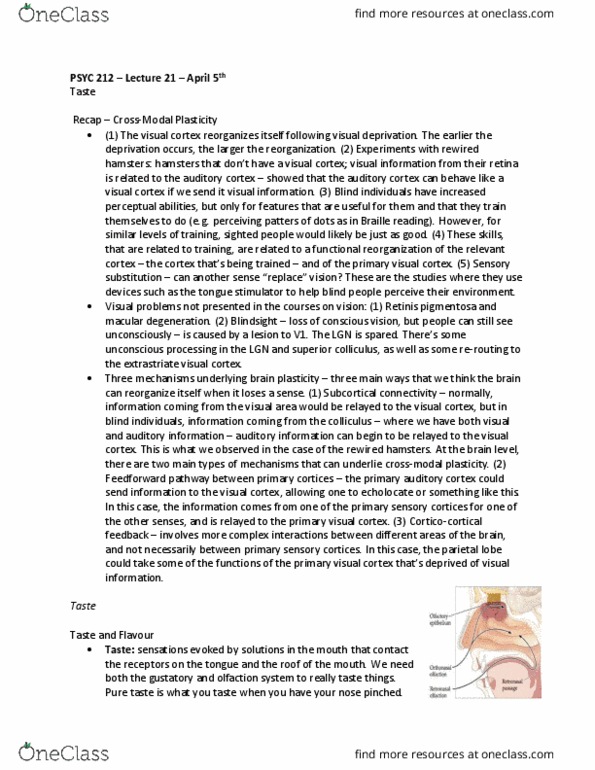 PSYC 212 Lecture Notes - Lecture 21: Chorda Tympani, Visual Cortex, Auditory Cortex thumbnail