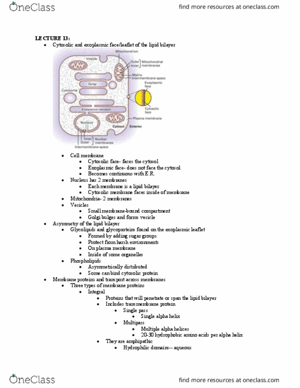 BIO130H1 Lecture Notes - Lecture 13: Lipid Bilayer, Alpha Helix, Transmembrane Protein thumbnail