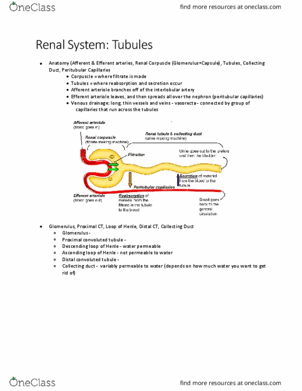 HTHSCI 1H06 Lecture Notes - Lecture 19: Distal Convoluted Tubule, Proximal Tubule, Interlobular Arteries thumbnail