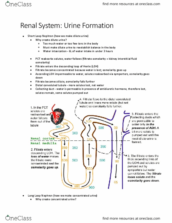 HTHSCI 1H06 Lecture Notes - Lecture 20: Distal Convoluted Tubule, Extracellular Fluid, Water Intoxication thumbnail