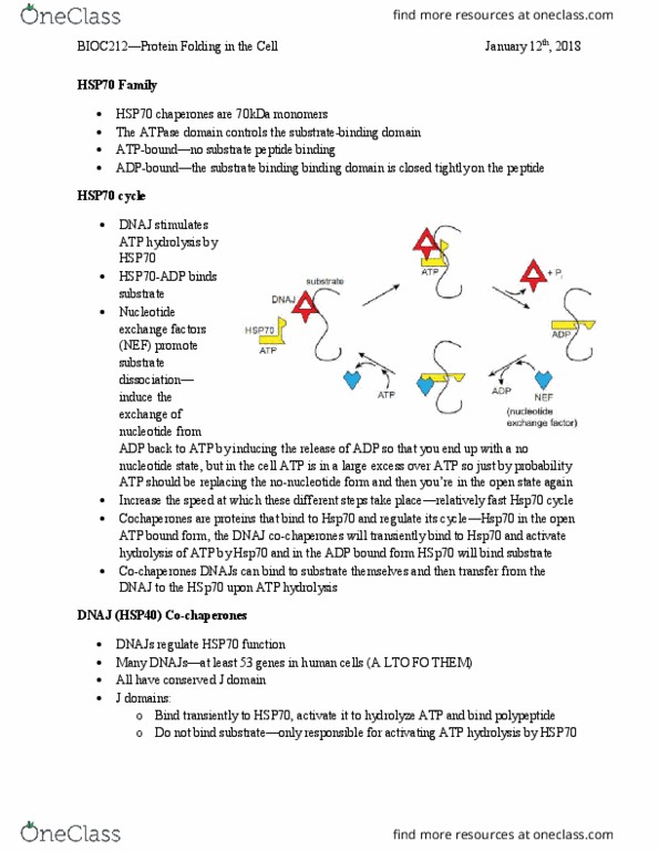 BIOC 212 Lecture Notes - Lecture 3: Chaperone Dnaj, Dna-Binding Domain, Atp Hydrolysis thumbnail