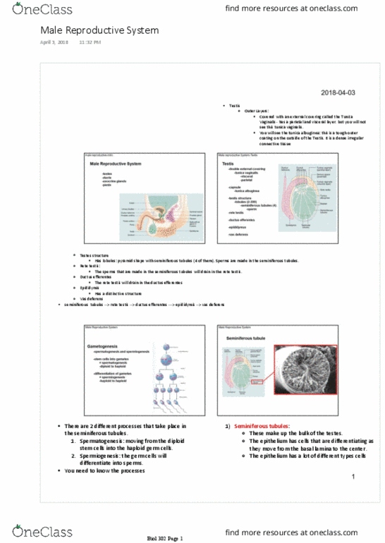 BIOL302 Lecture Notes - Lecture 7: Stereocilia, Corpus Cavernosum Penis, Sertoli Cell thumbnail