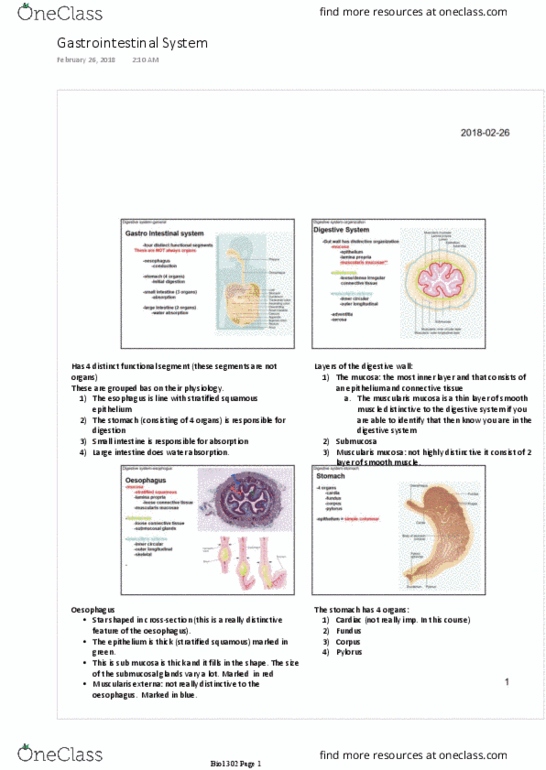 BIOL302 Lecture Notes - Lecture 11: Enteroendocrine Cell, Bop It, Duodenum thumbnail