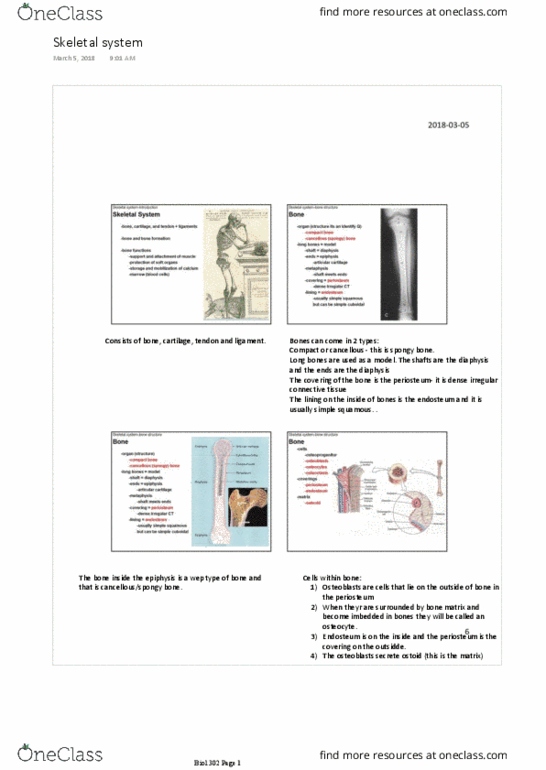 BIOL302 Lecture Notes - Lecture 9: Multinucleate, Long Bone, Osteocyte thumbnail