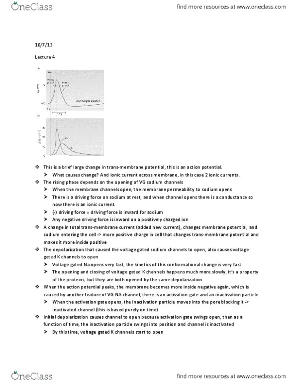BIPN 100 Lecture Notes - Lecture 4: Conformational Change, Motor Neuron, Skeletal Muscle thumbnail