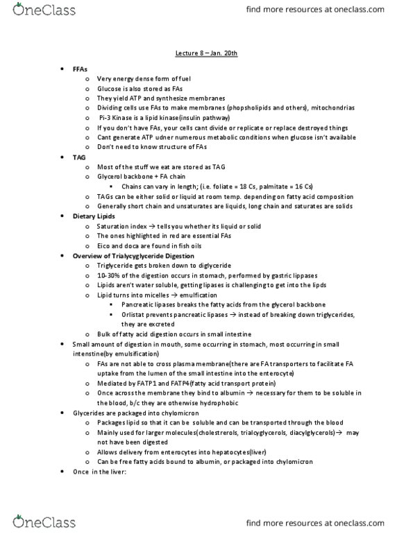 BIOCHEM 4M03 Lecture Notes - Lecture 6: Phospholipid, Glycogen, White Adipose Tissue thumbnail