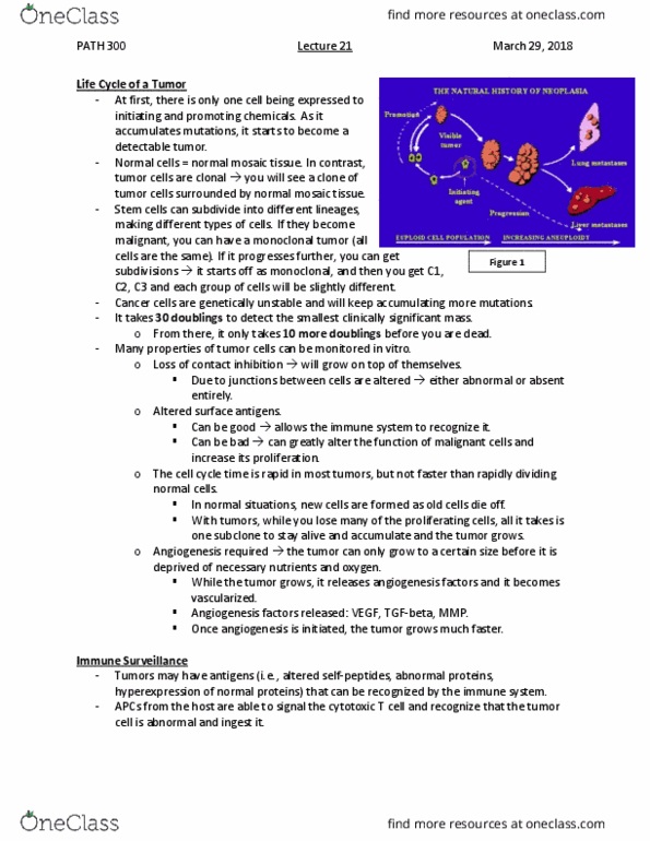 PATH 300 Lecture Notes - Lecture 21: Immunotherapy, Natural Killer Cell, Trastuzumab thumbnail