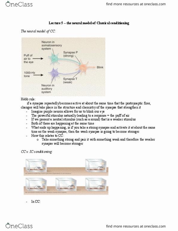 PSYCH 2GG3 Lecture Notes - Lecture 5: Biological Neural Network, Motor System, Classical Conditioning thumbnail