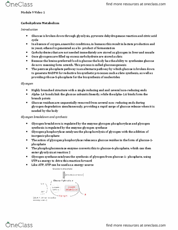 BIOCHEM 2EE3 Lecture Notes - Lecture 9: Hexokinase, Blood Sugar, Citric Acid thumbnail