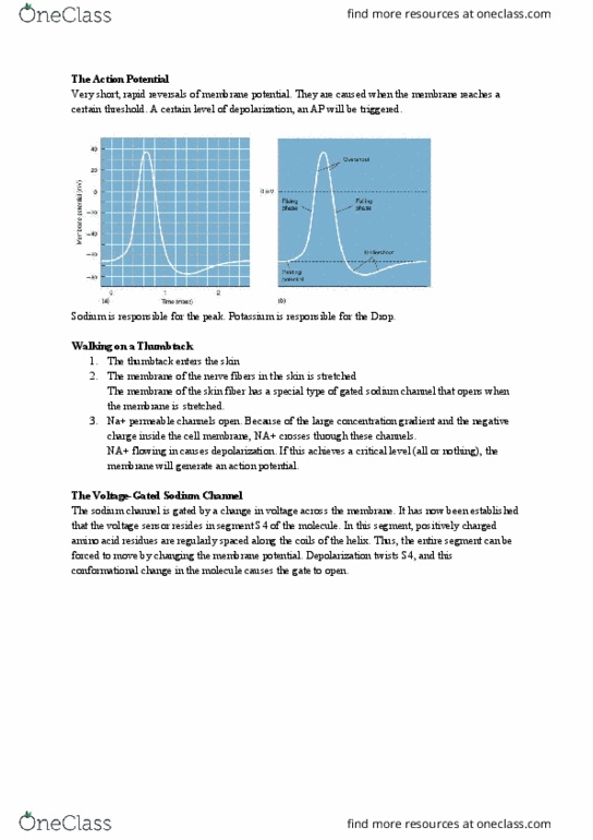 PSYC 355 Chapter Notes - Chapter 4: Tetraodontidae, Oligodendrocyte, University Of Manchester thumbnail