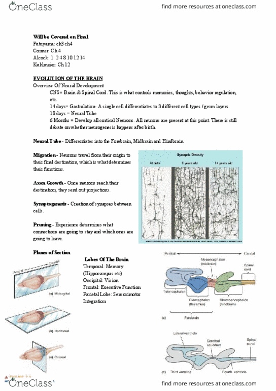 PSYC 354 Lecture Notes - Lecture 16: Tuber, Australopithecine, Evolution Of The Brain thumbnail