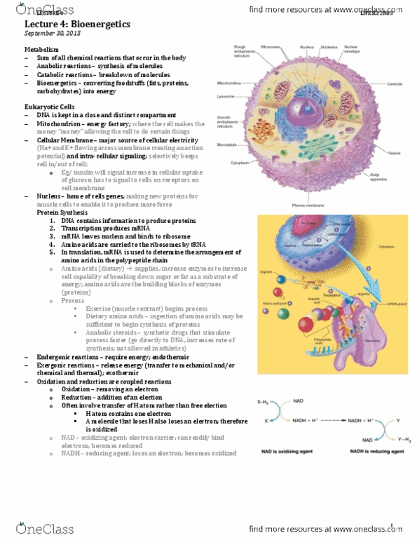 LIFESCI 2N03 Lecture Notes - Very Low-Density Lipoprotein, Cardiac Muscle, Muscle Tissue thumbnail