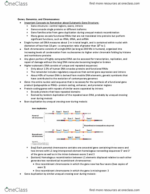 BSC 300 Lecture Notes - Lecture 23: Interphase, Histone H2A, Histone Deacetylase thumbnail