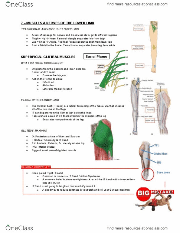 Health Sciences 2300A/B Lecture Notes - Lecture 7: Semimembranosus Muscle, Phalanx Bone, Pectineus Muscle thumbnail