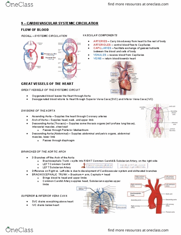 Health Sciences 2300A/B Lecture Notes - Lecture 9: Malleolus, Brachial Plexus, Ken Wilber thumbnail