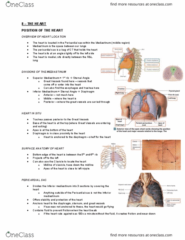 Health Sciences 2300A/B Lecture Notes - Lecture 8: Cholesterol, Coronary Artery Disease, Gas Exchange thumbnail