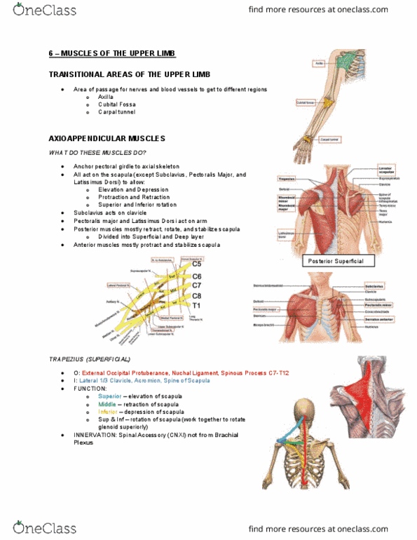 Health Sciences 2300A/B Lecture Notes - Lecture 6: Aponeurosis, Abductor Pollicis Longus Muscle, Vestigiality thumbnail