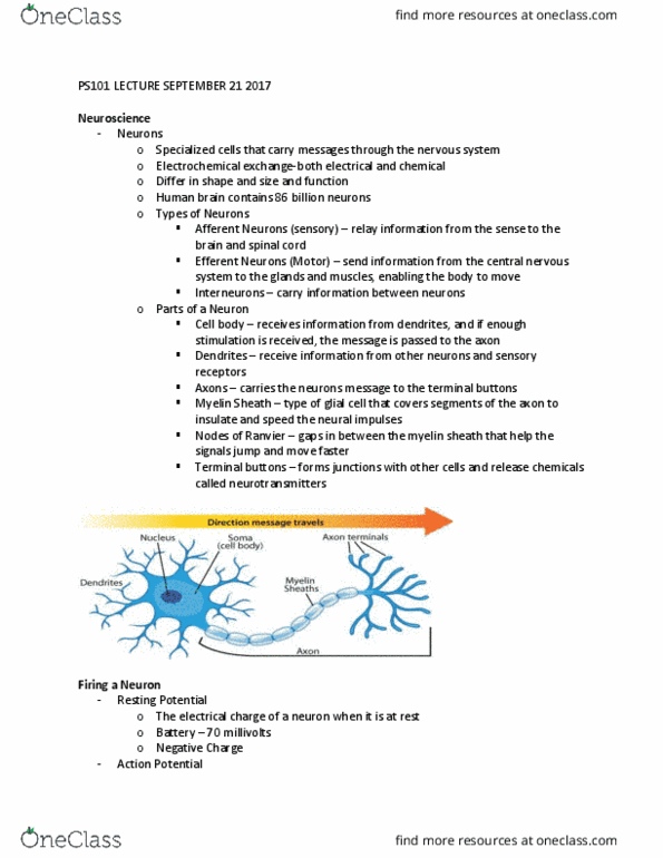 PS101 Lecture Notes - Lecture 3: Acetylcholine, Grey Matter, Hindbrain thumbnail