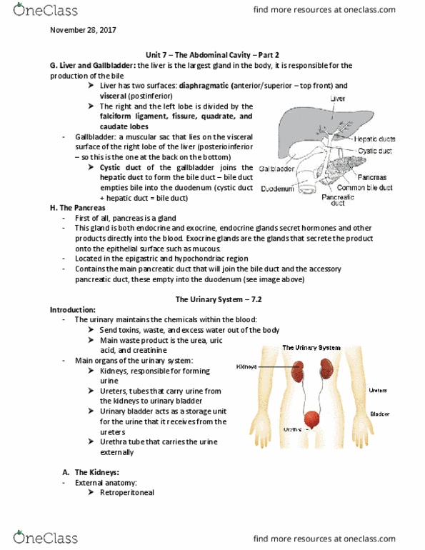 BIOL301 Lecture Notes - Lecture 7: Aorta, Renal Capsule, Afferent Arterioles thumbnail