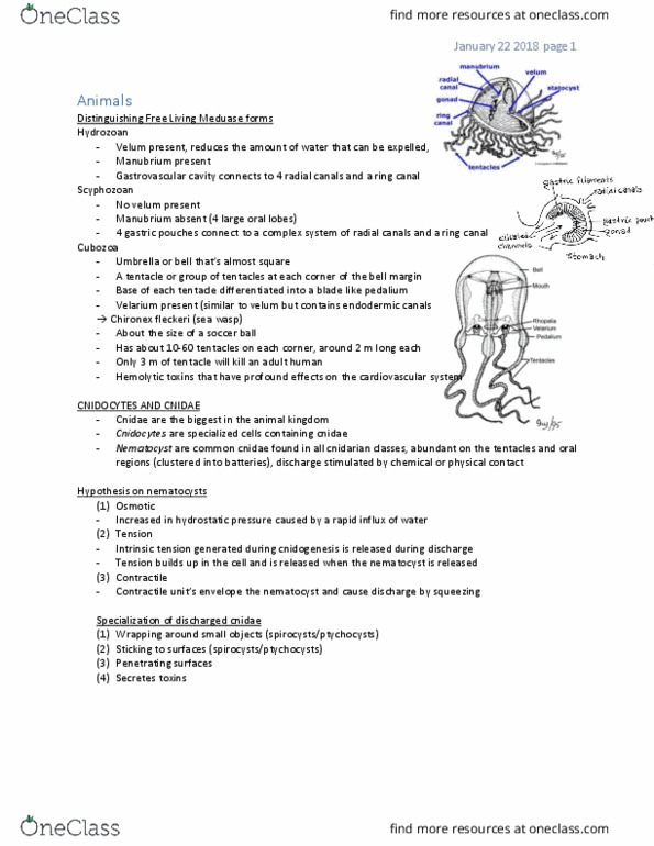 BIOL 2030 Lecture Notes - Lecture 4: Polyphagia, Anandamide, Cannabis Sativa thumbnail