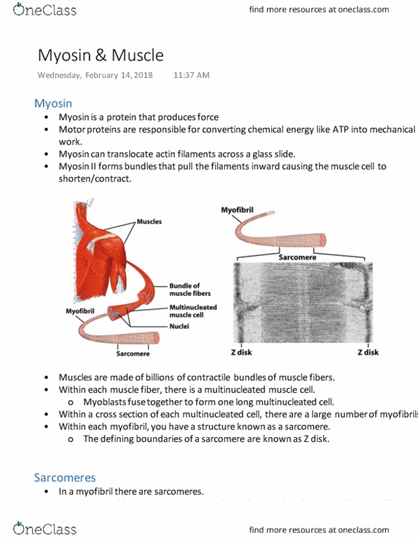 BIOL 201 Lecture 14: Myosin & Muscle thumbnail
