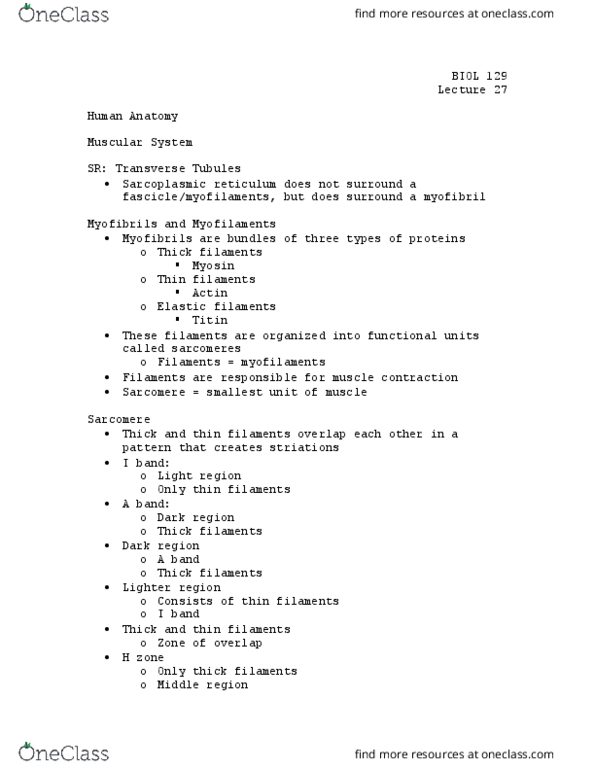BIOL 129 Lecture Notes - Lecture 27: Endoplasmic Reticulum, Titin, Sarcomere thumbnail