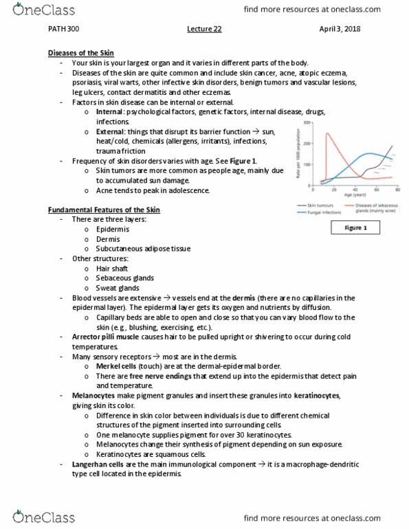 PATH 300 Lecture Notes - Lecture 22: Elastin, Genetic Predisposition, Basal-Cell Carcinoma thumbnail