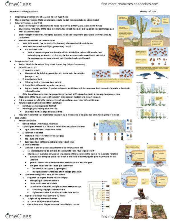 BIOL 2P05 Lecture Notes - Lecture 4: Confounding, Cecum, Lacertidae thumbnail