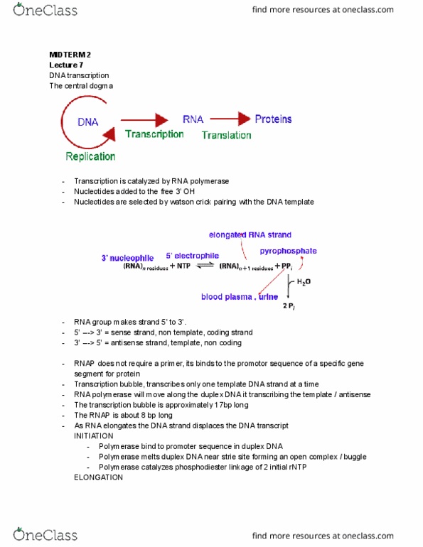 BCH 2333 Lecture Notes - Lecture 7: Polyadenylation thumbnail