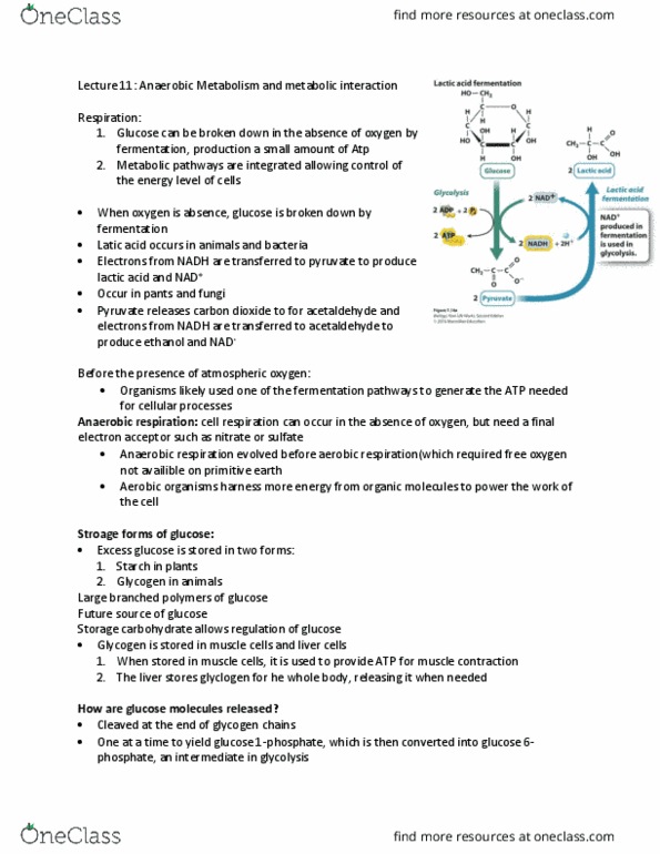 BIOA01H3 Lecture Notes - Lecture 11: Lipid Bilayer, Photosynthetic Pigment, Photosynthetic Reaction Centre thumbnail