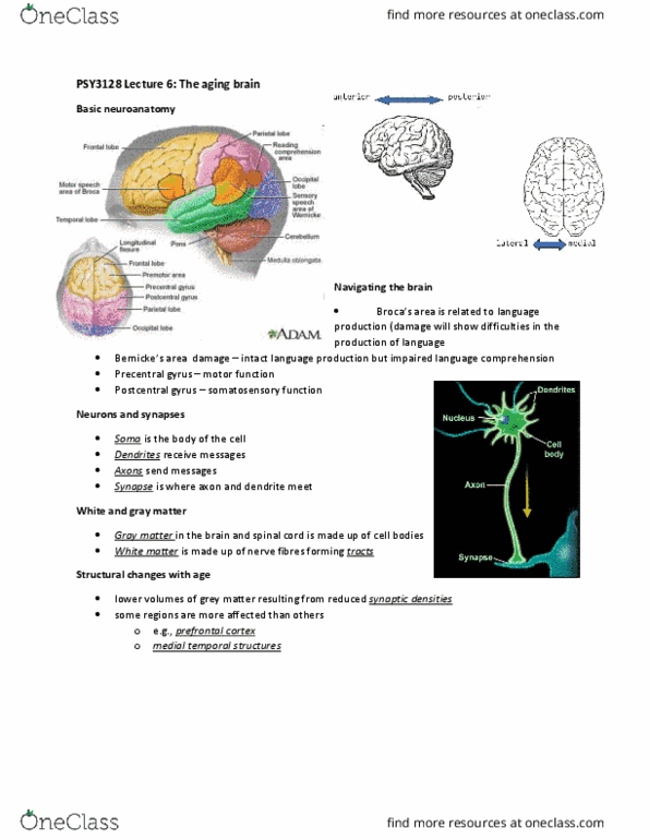 PSY 3128 Lecture Notes - Lecture 6: Meta-Analysis, Monounsaturated Fat, Cortisol thumbnail