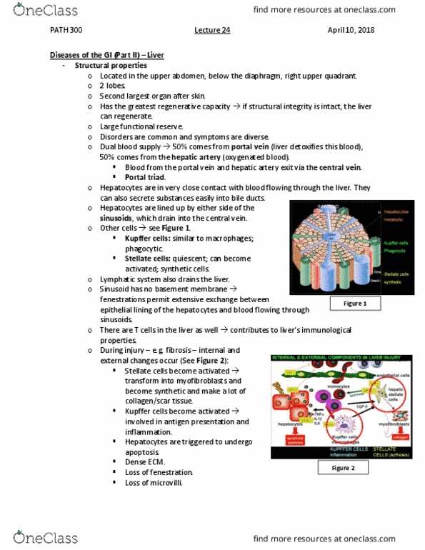 PATH 300 Lecture Notes - Lecture 24: Antibody, Aflatoxin B1, Kernicterus thumbnail