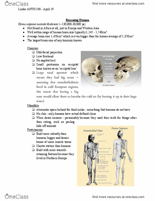 ANTH 196 Lecture Notes - Lecture 22: Fetal Position, Homo Heidelbergensis, Foxp2 thumbnail